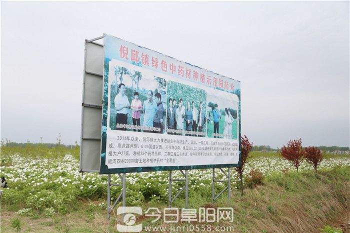 做中药产业文章 培育种养大户规模化经营