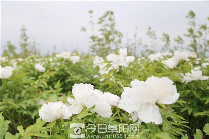 做中药产业文章 培育种养大户规模化经营