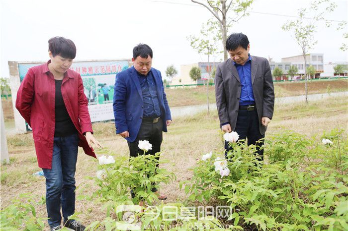 做中药产业文章 培育种养大户规模化经营