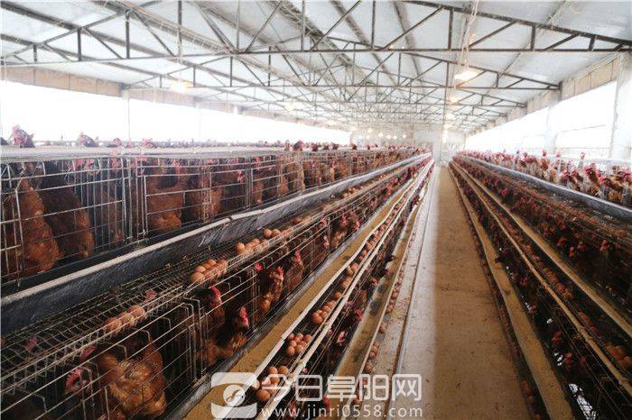 做中药产业文章 培育种养大户规模化经营