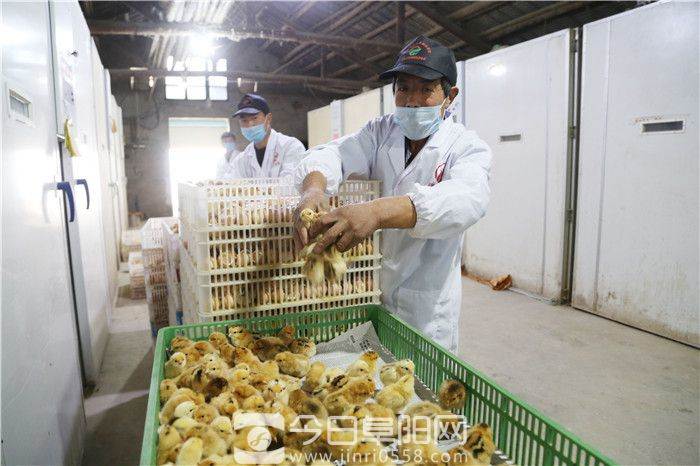 做中药产业文章 培育种养大户规模化经营