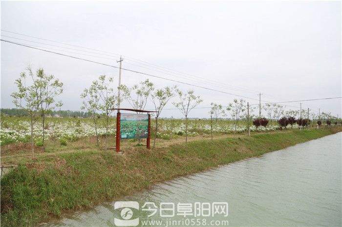 做中药产业文章 培育种养大户规模化经营