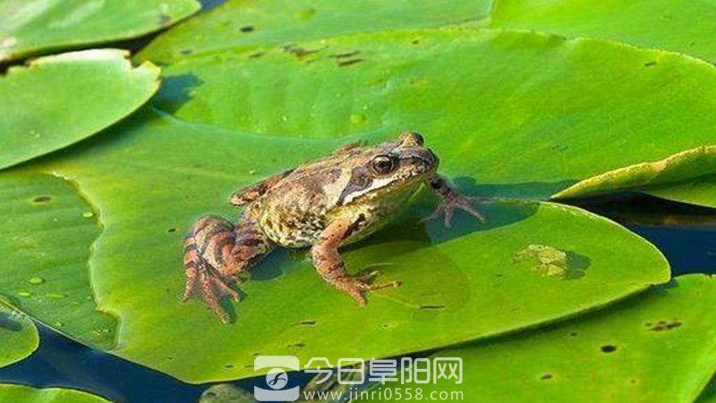 返乡创业养青蛙 带领村民同致富 返乡创业养青蛙 带领村民同致富