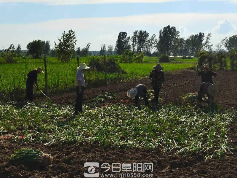 【新闻特写】濛洼人民:汗水播下希望种 【新闻特写】濛洼人民:汗水播下希望种