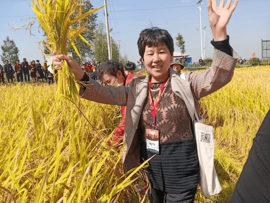 安徽阜南洪桥镇万亩虾田水稻开镰收割！富硒虾田米喜获丰收......