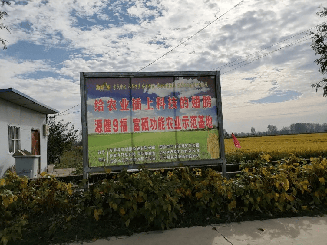 安徽阜南洪桥镇万亩虾田水稻开镰收割！富硒虾田米喜获丰收......