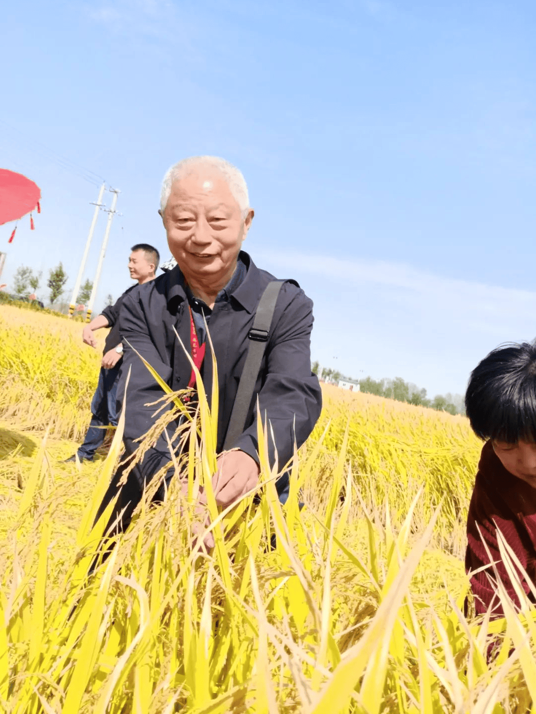 安徽阜南洪桥镇万亩虾田水稻开镰收割！富硒虾田米喜获丰收......