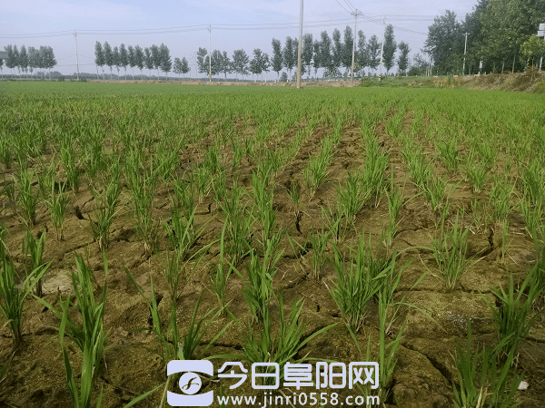 阜南县郜台乡全力做好三夏服务保障工作 阜南县郜台乡全力做好三夏服务保障工作