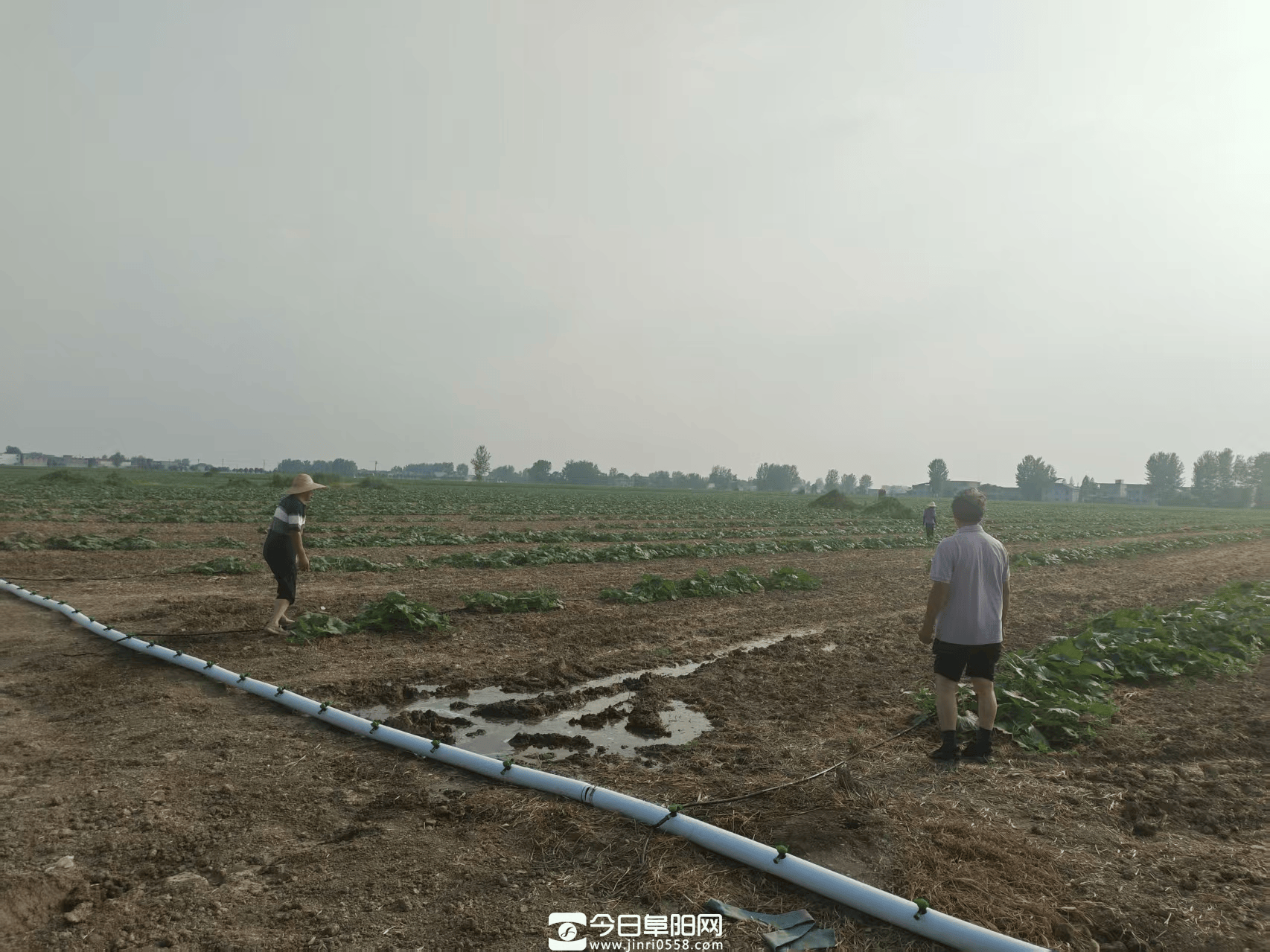 临泉县关庙镇:抗旱“三个到位”确保粮食安全 临泉县关庙镇:抗旱“三个到位”确保粮食安全